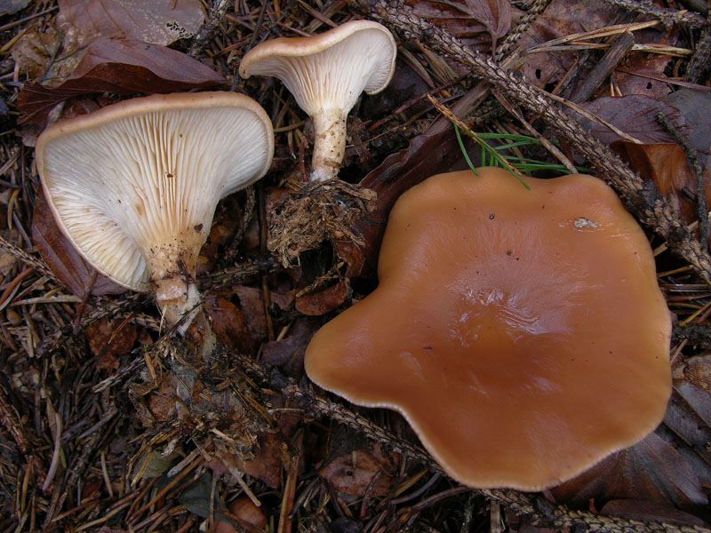 Funghi di sabato 08 novembre.